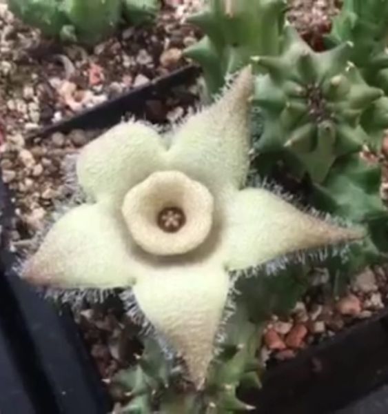 Orbea ciliata